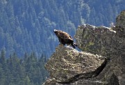 Monte Mincucco (cima 2001 m – croce 1832 m) dai Piani dell’Avaro il 19 agosto 2020 - FOTOGALLERY